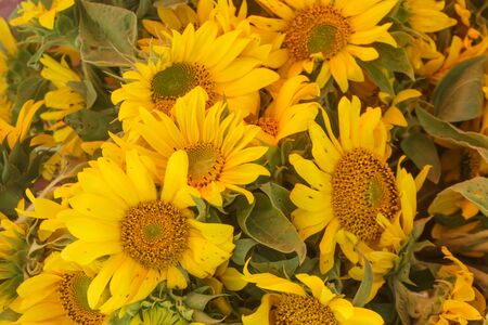 sunflowersの写真素材