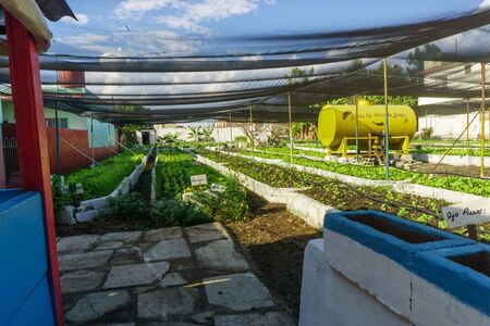 Santa Clara, Cuba, January 05, 2017: Organic urban orchard in Cuba.の写真素材