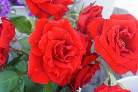 red rosesの写真素材