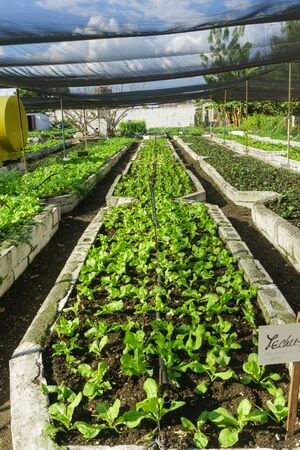 lettuce in the garden. Organic green herbs and vegetables on a bed in the garden.の写真素材