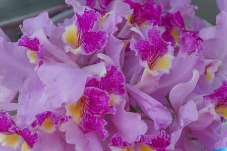 colorful flowers on sell in the shopの写真素材