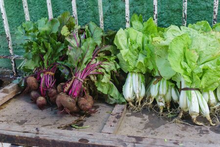 organic lettuces on sellの写真素材