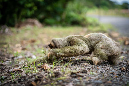 Selective focus on a sloth arriving at the edge of a tropical highway. Costa Ricaの写真素材