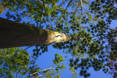 Tree with high trunk in the middle of the jungle with a blue skyの写真素材
