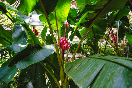 Tropical pink flower with green leaves in the jungleの写真素材