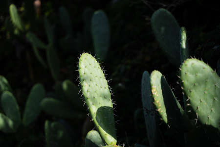 Several wild cactus leaves with spinesの写真素材