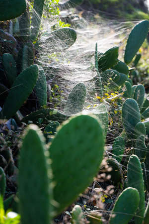 Wild cactus covered by spider websの写真素材
