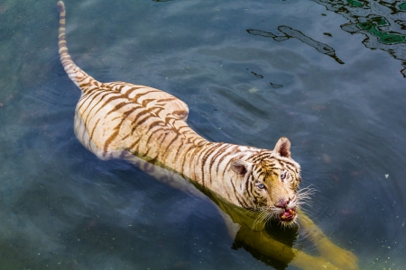 tiger at samutprakanの写真素材