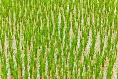 The rice field in the countryside of Thailandの写真素材