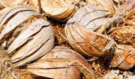 The closeup image of the pile of abandoned coconut shells