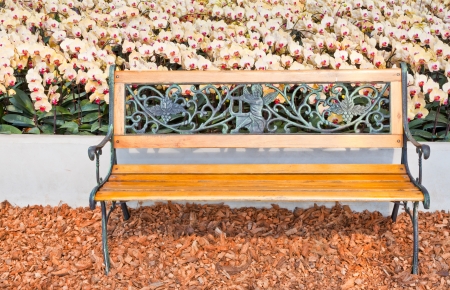 A wooden bench and the white Phalaenopsisの写真素材