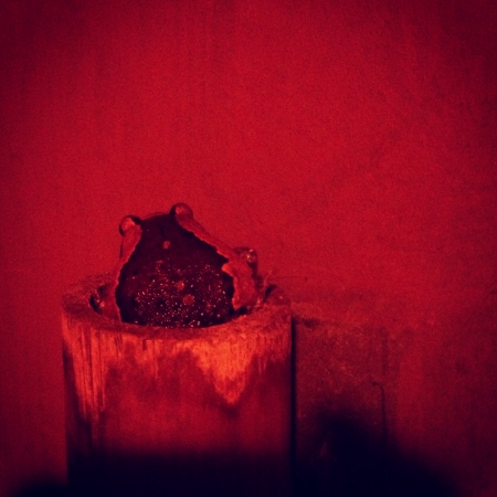 A little bullfrog in the bambooの素材