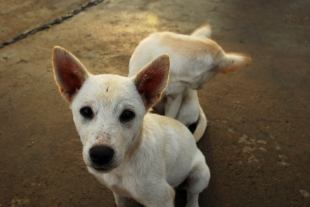 homeless baby dogの写真素材