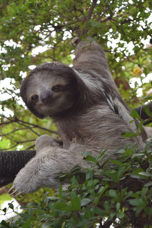 sloth hanging out in the trees watching observers at the Dallas World Aquarium, Dallas, TX
