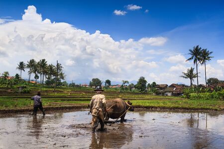 Farmers are plowing up the paddy fieldの写真素材
