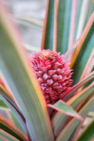Pineapple flower in the garden, closeup of a photo.の写真素材
