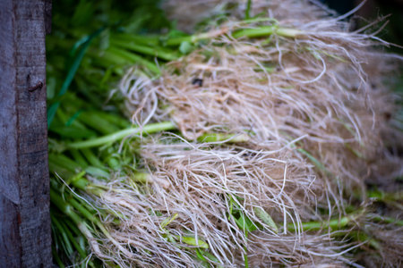 Close-up of fresh water spinach roots in the market, Selective focus