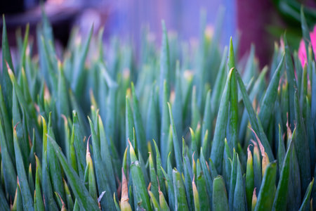 Close up of green onion in the market. Selective focus.の写真素材