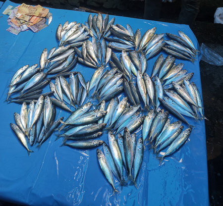 Fresh mackerel fish for sale at a fishの写真素材