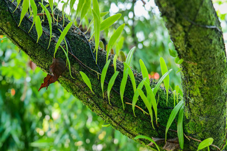 Close up of creeping leaves on tree in the forest, Indonesiaの写真素材