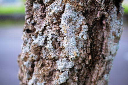 Close up of tree bark texture background in public park