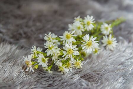 some beautiful and beautiful baby breath flower stalks on a gray cloth. close up photo of flowersの写真素材