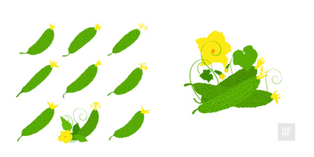 Cucumber on a white background set. Very simple flat style. Different cucumbers in assortment with leaves, and yellow flowers. Can be used as an icon, symbol, and in other simple visualizationsのイラスト素材