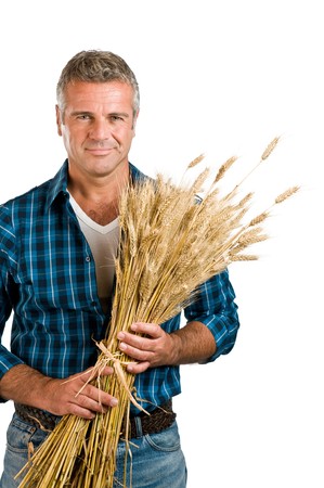 Happy satisfied mature farmer holding a bunch of wheat after the harvest isolated on white backgroundの写真素材