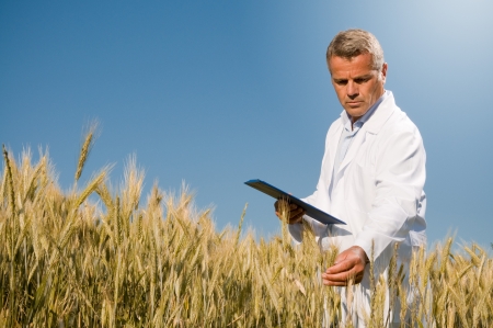 Mature technician holding and examining a wheat ear during a quality control in fieldの写真素材