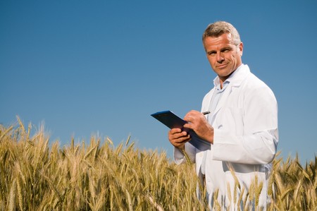 Satisfied mature technician checking the growth of the wheat for a quality control in a cereal field in summerの写真素材
