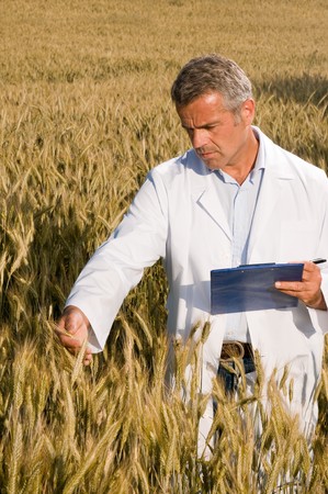 Mature satisfied technician examining wheat ears during quality control in fieldの写真素材