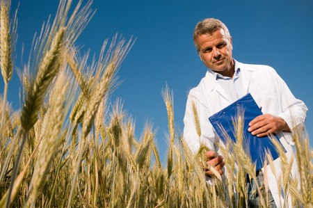 Mature technician holding and examining a wheat ear during a quality control in field, low angle viewの写真素材
