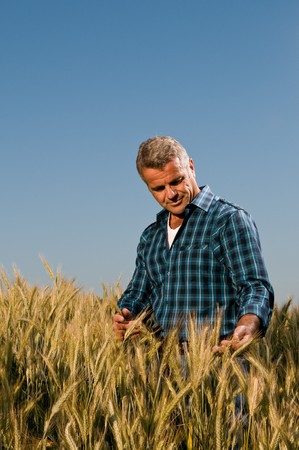 Satisfied mature farmer touching with care his ripe wheat field before the harvest, vertical copy spaceの写真素材