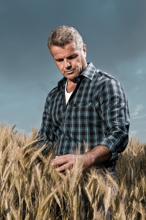 Satisfied mature farmer touching with care his ripe wheat field before the harvest, dramatic lightの写真素材