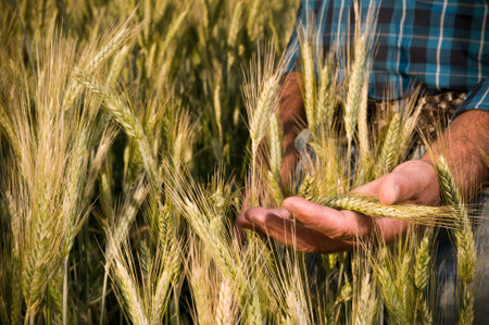 Farmer hand having care of his ripe wheat before the harvestの写真素材