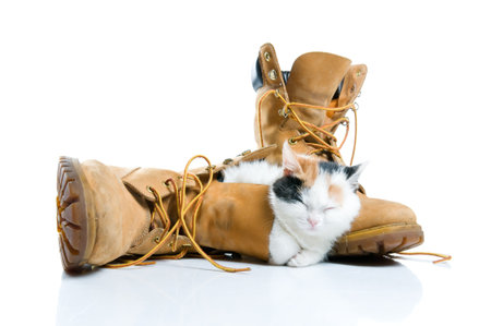 Adorable little kitten sleeping inside a pair of boots isolated on white backgroundの写真素材