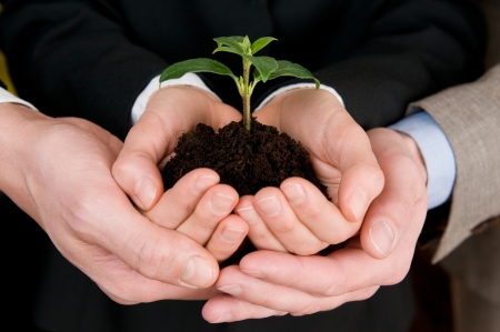 Group of business hands holding a fresh young sprout. Symbol of growing and green businessの写真素材