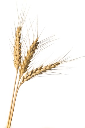 Isolated Golden wheat ear after the harvestの写真素材