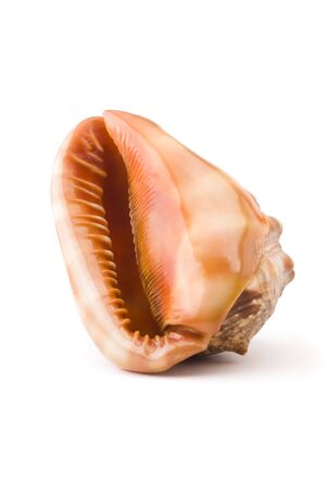 Sea shell isolated on white backgroundの写真素材