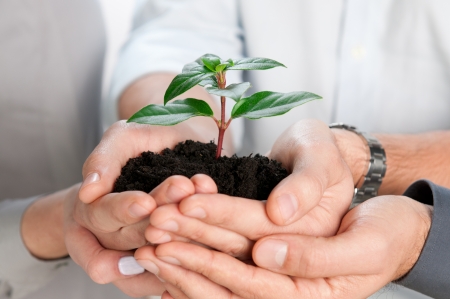 Business team holding together a fresh green sprout closeup