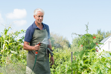 Senior man watering tomato plants in his vegetable garden. Retired gardener watering the garden with hose. Happy older man gardening.の写真素材