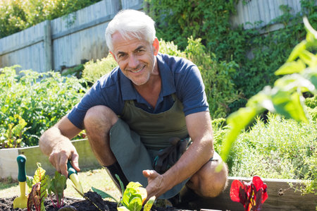Smiling gardener planting lettuce and looking at camera. Old farmer digging in the garden for planting salad. Happy mature man planting in vegetable garden.の写真素材