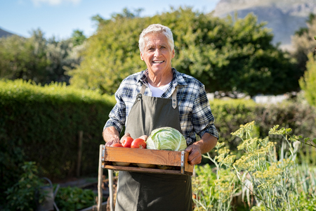 Portrait of smiling senior farmer holding vegetables crate and looking at camera. Happy old man wearing apron carrying basket of bio veg outdoor. Senior gardener showing harvested vegetables in the vegetable garden.の写真素材