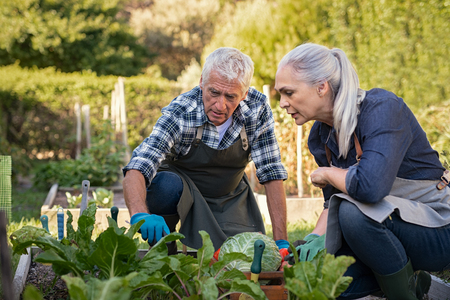 Senior man and mature woman wearing apron and picking vegetables at farm garden. Senior farmers looking at plants while picking vegetables. Worried retired couple examine plants at backyard garden during the harvest.の写真素材