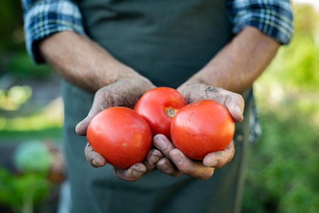Farmer hands with freshly harvested tomatoes. Closeup dirty old hands holding three red juicy tomatoes in farm. Senior hand showing organic harvested vegetables.の写真素材