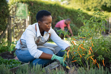 African american woman picking vegetables from garden. Mature woman working in vegetable garden. Black farmer taking care of plants and harvesting fresh vegetables from the greenhouse.の写真素材