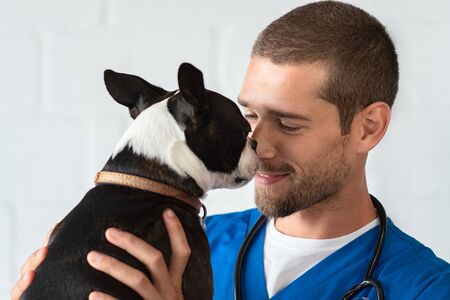 Young vet playing with boston terrier at clinic. Smiling veterinarian with stethoscope loving little dog in hospital after checkup. Cute puppy lick the vet's nose, pet care.の写真素材