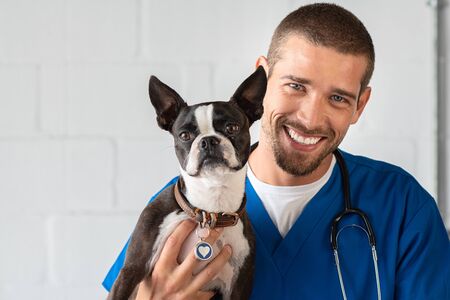 Young vet doctor with boston terrier looking at camera. Portrait of veterinarian guy smiling while holding a puppy dog. Handsome vet wearing stethoscope holding little dog at clinic.の写真素材