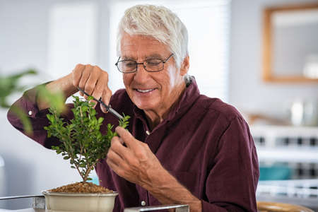 Satisfied senior man trimming small plant at home. Proud old gardener man pruning bonsai as a hobby. Happy smiling retired man pruning a shrub at home with satisfaction.の写真素材