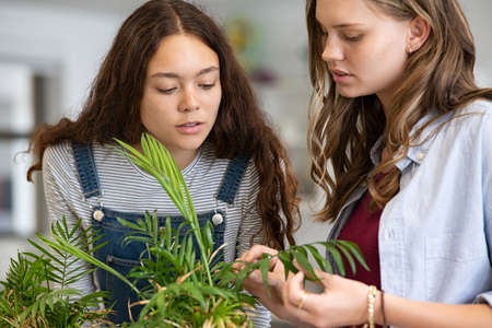 College students in biological class taking experiment with green plant. High school girls in science laboratory studying and examining plants growth through the leaves. Close up face of two young college classmates working on science or biology project at school.の写真素材
